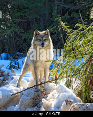 Wolves walk with visitors during a guided wolf walk in the forest and play in the snow near Golden BC. Stock Photo