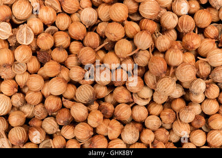 Close up of coriander seeds Stock Photo