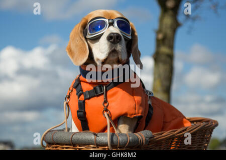 Beagle dog wearing blue flying glasses or goggels, sitting in a bicycle basket on a sunny day Stock Photo