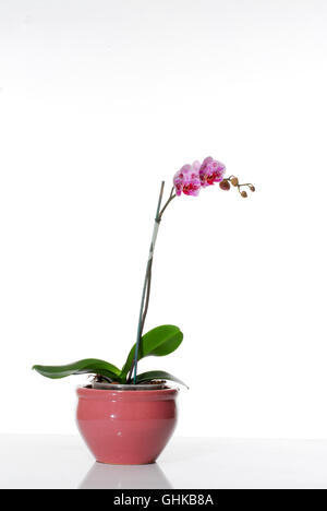 Purple Phaleanopsis Orchid on white background Stock Photo