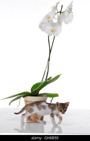 White Phaleanopsis Orchid on white background with kitten Stock Photo