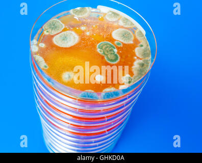 Stack of petri dishes on blue background Stock Photo