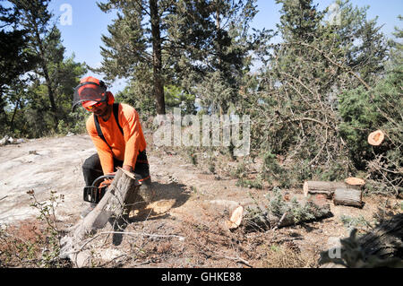 men cutting down and clearing wood of spruce trees zala county hungary ...