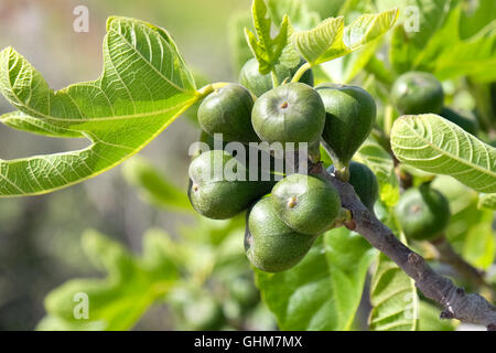 Figs on the branch of a fig tree Stock Photo