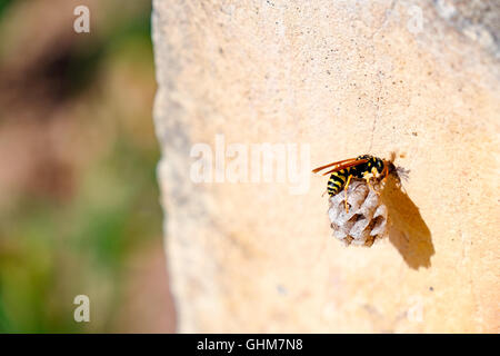 Wasp Queen builds a nest to start a new colony Stock Photo