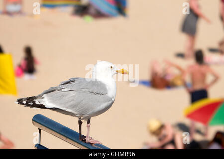 Seagull looking over Porthminster beach, St. Ives, Cornwall England. Stock Photo