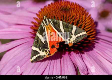 Jersey Tiger Euplagia quadripunctaria butterfly on Purple coneflower Echinacea purpurea Stock Photo