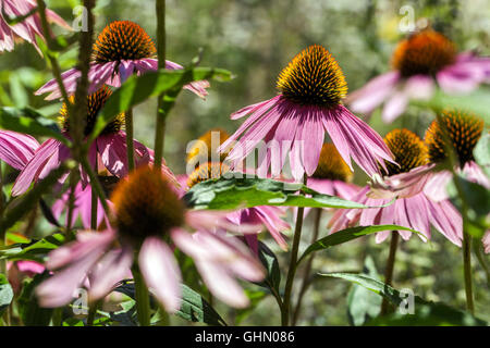 Echinacea purpurea, Purple coneflower in a garden Stock Photo