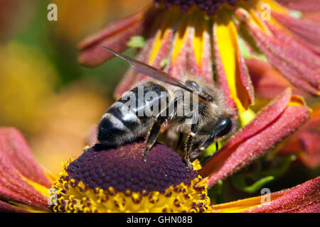 European Honey Bee on flower bee close up Helenium 'Flammenrad', Cooper Orange Helens flower Sneezeweed collecting nectar feeding Stock Photo