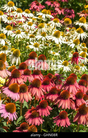 Echinacea 'Cheyenne Spirit' Purple Coneflower border garden bed Stock Photo