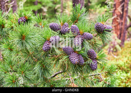 Cones of Siberian pine (Pinus sibirica) on top of tree branch. Shallow depth of field Stock Photo