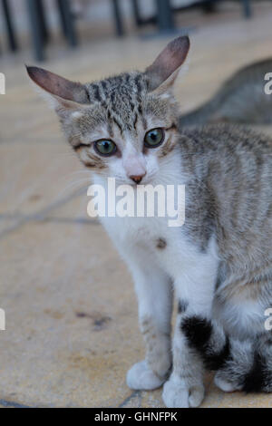 Portrait of little black and white kitten Stock Photo