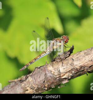 Dragonfly resting on a tree branch Stock Photo