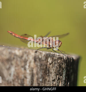 Dragonfly resting on a tree stump Stock Photo