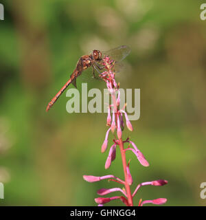 A red Dragonfly resting on a pink flower Stock Photo