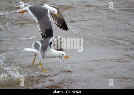 Northern herring gull or lesser black-backed gulls (Larus heuglini) on Pechora sea (part of Barents sea) Stock Photo