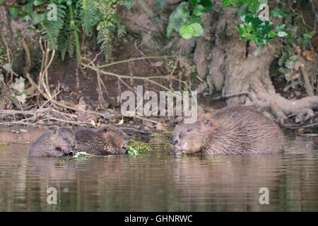 Eurasian beaver (Castor fiber) mother and two kits eating leaves from a Willow sapling she's cut on the River Otter, Devon, UK. Stock Photo