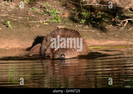 Eurasian beaver (Castor fiber) female swimming from the shore of the River Otter in evening sunshine, Devon, UK, July.
