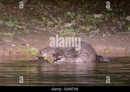 Eurasian beaver (Castor fiber) female eating Common hogweed (Heracleum sphondylium) stem on the River Otter, Devon, UK