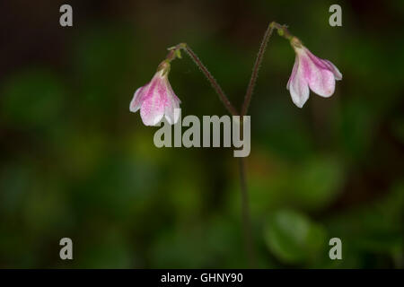The rare Twinflower ( Linnaea borealis) Stock Photo