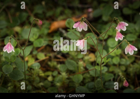 The rare Twinflower ( Linnaea borealis) Stock Photo
