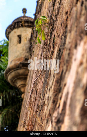 Vine Growing on Fortress Wall with Sentry Lookout Posts in Old San Juan Puerto Rico Stock Photo