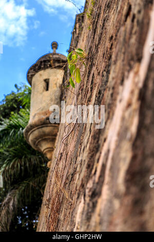 Vine Growing on Fortress Wall with Sentry Lookout Posts in Old San Juan Puerto Rico Stock Photo