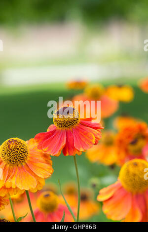 Helenium sahin's early flowerer. Sneezeweed flowers Stock Photo