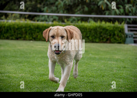 wet Labrador retreiver on grass playing fetch, shaking water off Stock Photo