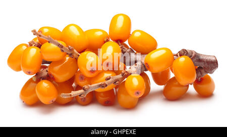 Branch of sea buckthorn berries. Clipping paths, shadow separated, infinite depth of field. Design elements Stock Photo