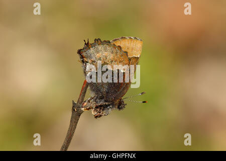 Henry's Elfin (Callophrys henrici Stock Photo - Alamy