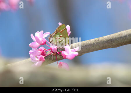 A Juniper Hairstreak butterfly (Callophrys gryneus) nectaring on eastern redbud (Cercis canadensis), Indiana, United States Stock Photo