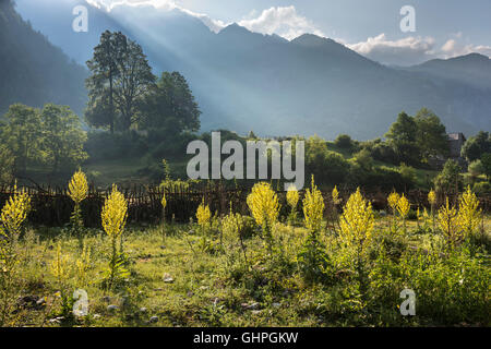 Wild flowers at Theth, with the Albanian Alps in the background, Northern Albania. Stock Photo