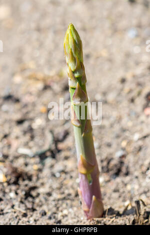 Single fast growing asparagus tip, emerging from the soil on a sunny day
