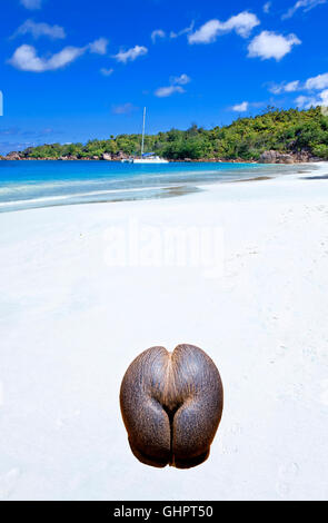 Coco de mer on the beach of Anse Lazio in Praslin island, Seychelles Stock Photo