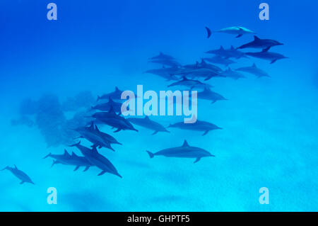 Stenella longirostris, school of Long-snouted Spinner Dolphin, Dolphins, Marsa Alam, Red Sea, Egypt, Africa