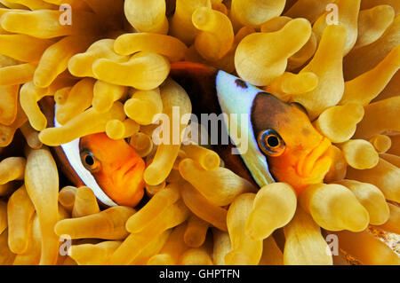 Amphiprion bicinctus, Heteractis magnifica, Red Sea anemonefish and magnificent sea anemone, Marsa Alam, Red Sea, Egypt Stock Photo