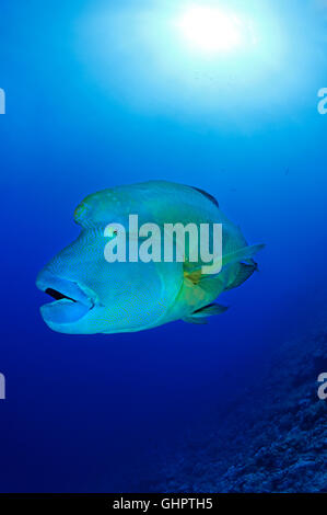 Cheilinus undulatus, Humphead wrasse, Napoleon Fish or Wrasse, Little Brother, Brother Islands, Brothers, Red Sea, Egypt Stock Photo