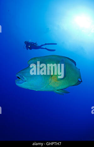 Cheilinus undulatus, Humphead wrasse, Napoleon Fish or Wrasse, Little Brother, Brother Islands, Brothers, Red Sea, Egypt Stock Photo