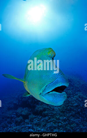 Cheilinus undulatus, Humphead wrasse, Napoleon Fish or Wrasse, Little Brother, Brother Islands, Brothers, Red Sea, Egypt Stock Photo