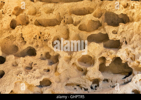 Full of holes sea stone background closeup Stock Photo
