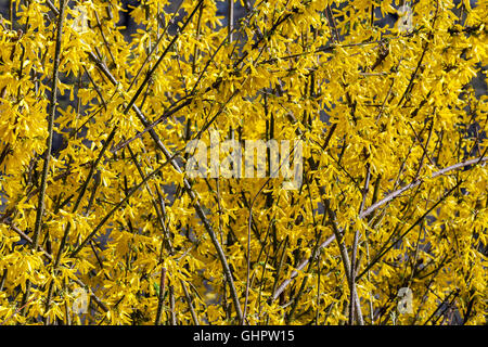 Forsythia or Forsythia or forsitsiya - genus of shrubs and small trees Oleaceae family, beautiful blooming yellow flowers backgr Stock Photo
