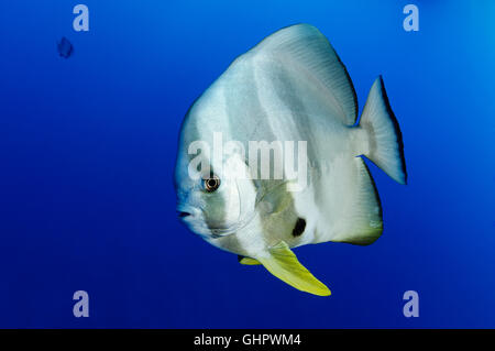Platax teira, Longfin Batfish or Spadefish, Red Sea, Egypt, Africa Stock Photo