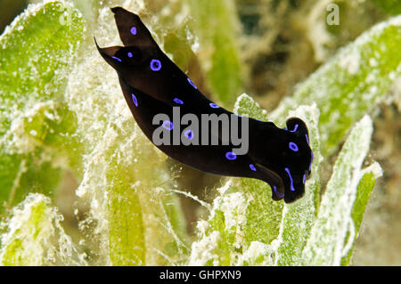 Chelidonura livida, headshield slug, sea snail, Marsa Shoona, Red Sea, Egypt, Africa Stock Photo