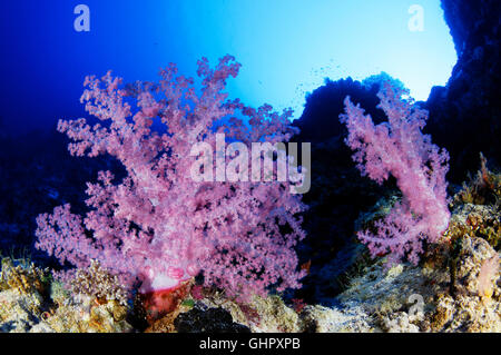Dendronephthya klunzingeri, Coralreef with klunzingeris soft coral, Abu Fandera, Red Sea, Egypt, Africa Stock Photo