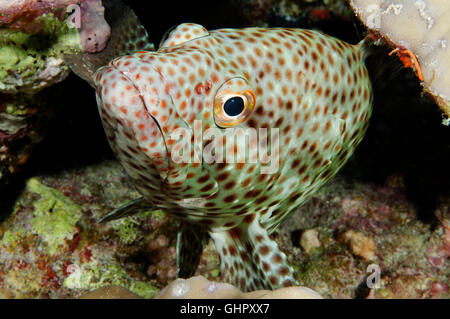 Epinephelus tauvina, Greasy or Arabian Grouper, St. Johns Reef, Red Sea, Egypt, Africa Stock Photo