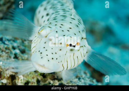 Parapercis hexophtalma, Speckled sandperch male, Paradise Reef, Red Sea, Egypt, Africa Stock Photo