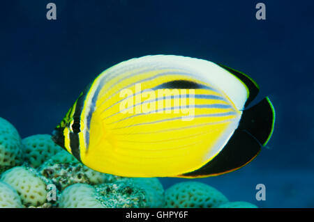 Chaetodon austriacus, Exquisite, Blacktail or Black-Tailes Butterflyfish, Paradise Reef, Red Sea, Egypt, Africa Stock Photo