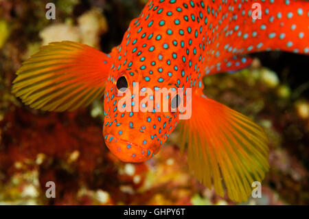 Cephalopholis miniata, Jewel grouper or Coral Cod, Paradise Reef, Red Sea, Egypt, Africa Stock Photo