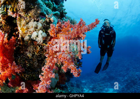 Dendronephthya sp., Coralreef and Red softcoral and scuba diver, Paradise Reef, Red Sea, Egypt, Africa Stock Photo